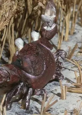 日本老故事：猿与蟹