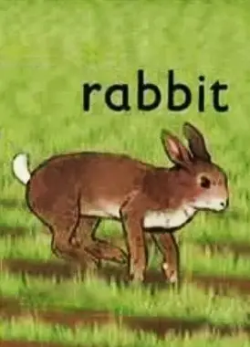 兔