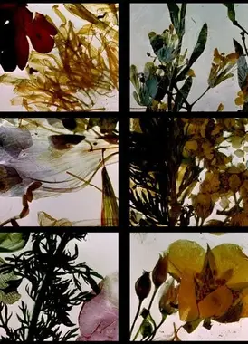 现世欢乐的花园